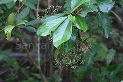 Alseodaphne semecarpifolia